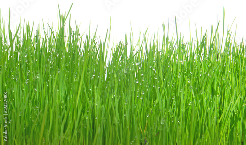 gouttes d'eau sur herbes