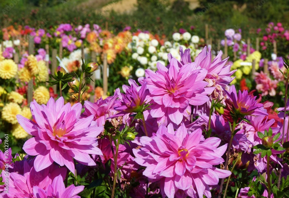 Dahlien - Feld Dahlien - Feld