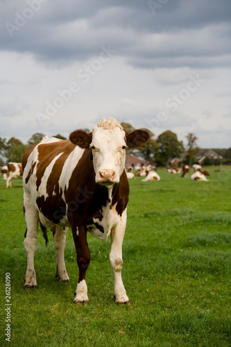 Cow © VanderWolf Images