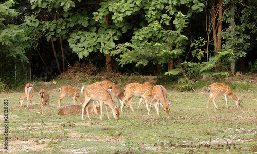 sika deer