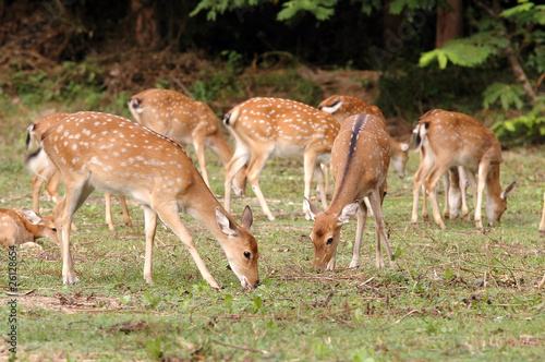 sika deer