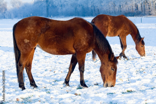 Horses winter