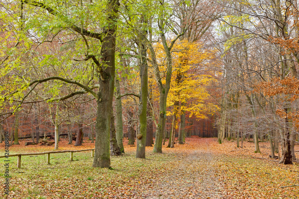 Naklejka premium Autumn park
