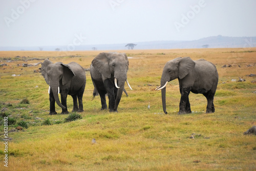 African elephants