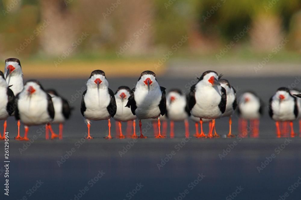 Fototapeta premium Flock of Black Skimmers