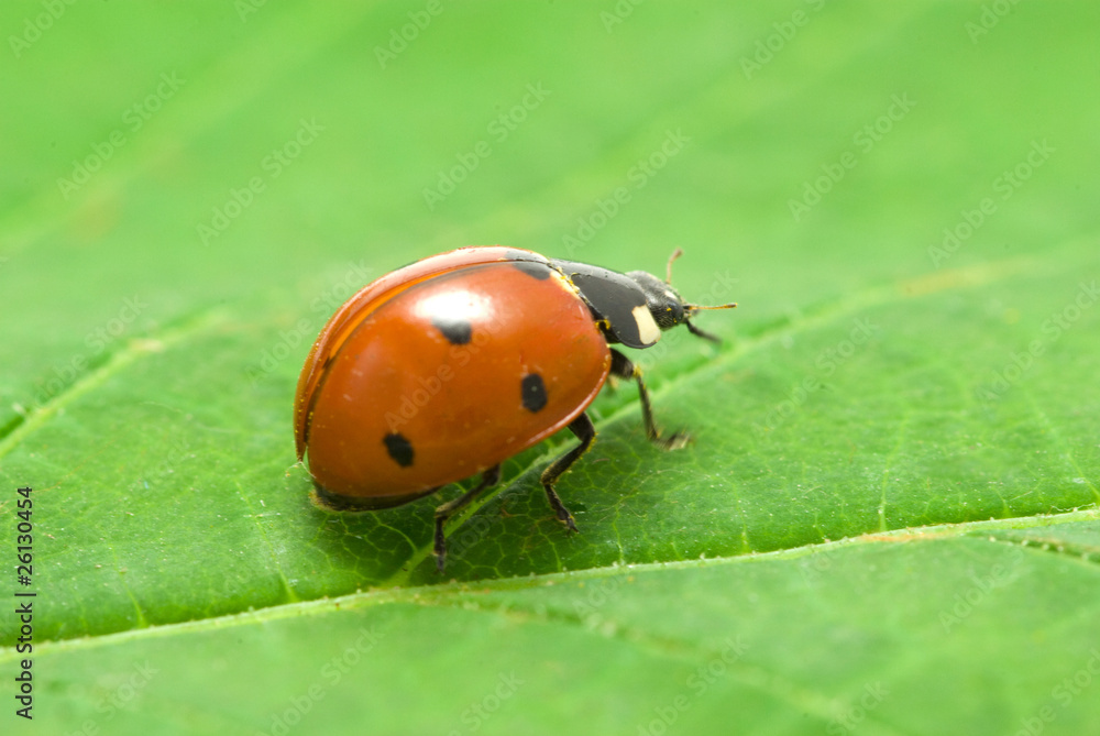 ladybug ladybug