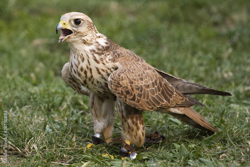 Falco Falco