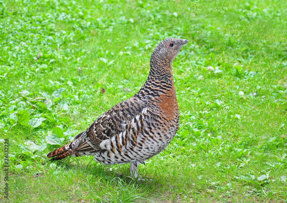 Auerhuhn (Tetrao urogallus) Auerhuhn (Tetrao urogallus)