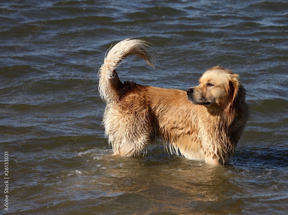 golden retriever golden retriever
