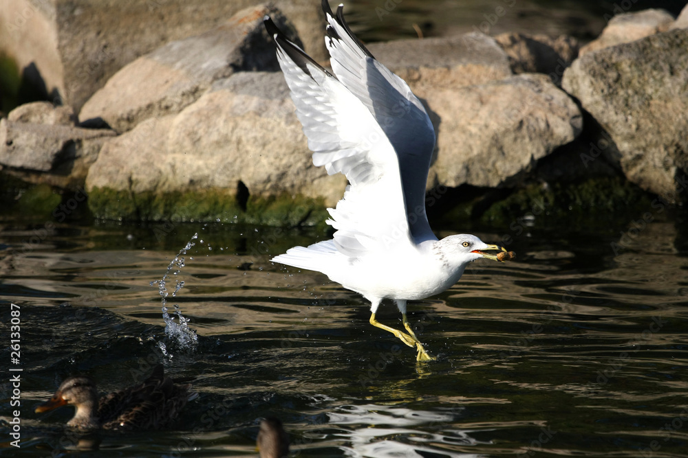 Fototapeta premium Ring-billed Gull Larus delawarensis