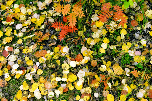 Yellow and red leaves in a ...