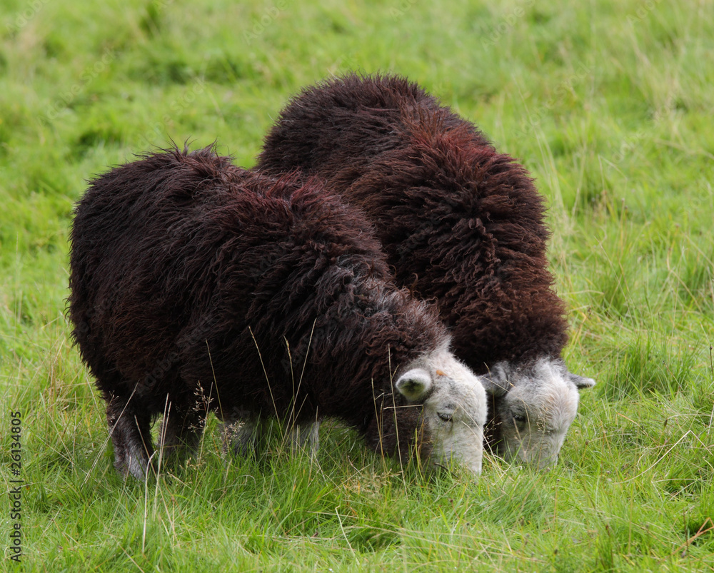 Grazing Herdwick Sheep on an English meadow Grazing Herdwick Sheep on an English meadow