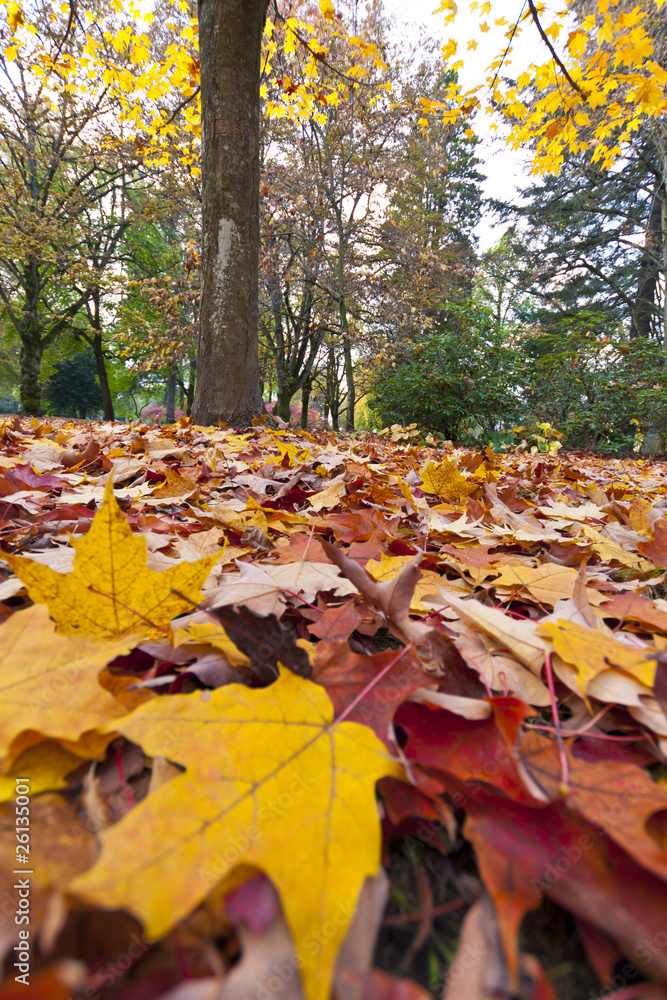 Autumn leaves on the forest floor Autumn leaves on the forest floor
