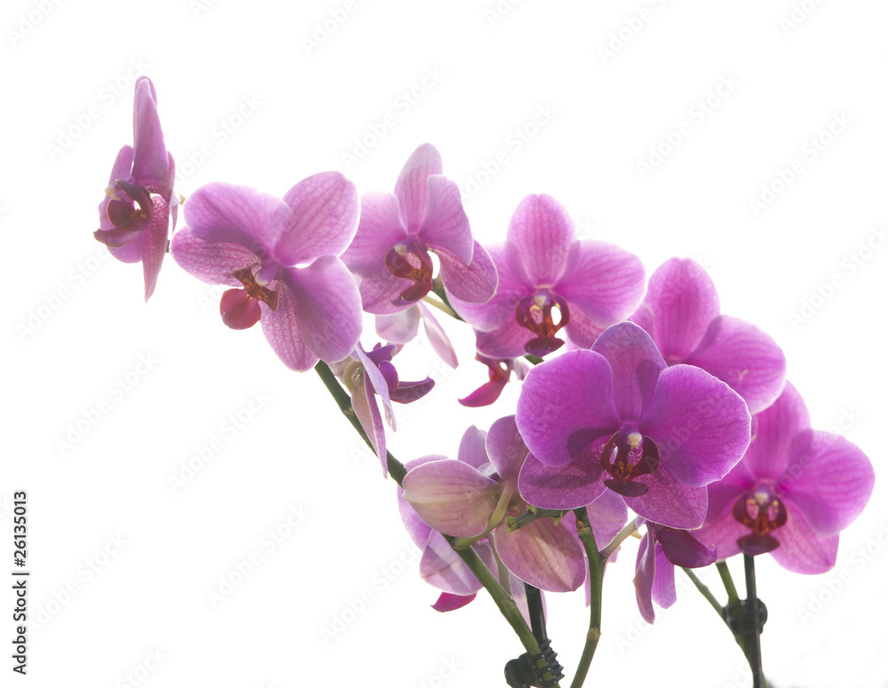 orchid orchid