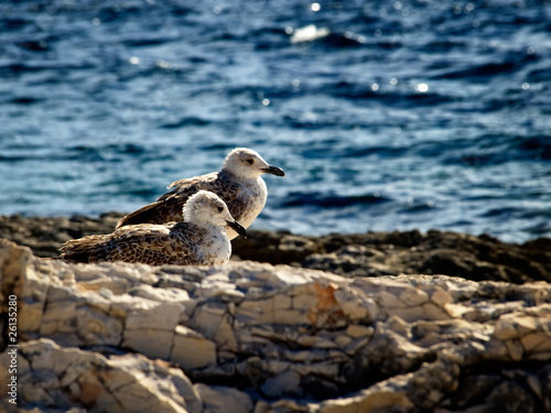 Young gulls