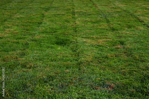 Freshly mowed grass vertical