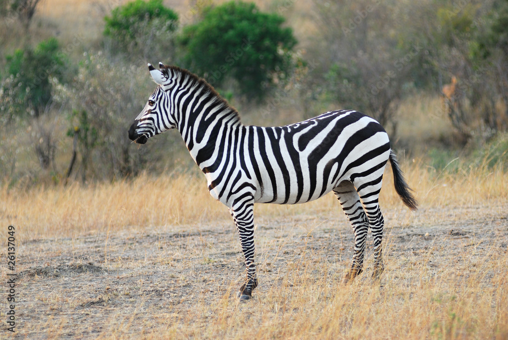Obraz premium Zebra