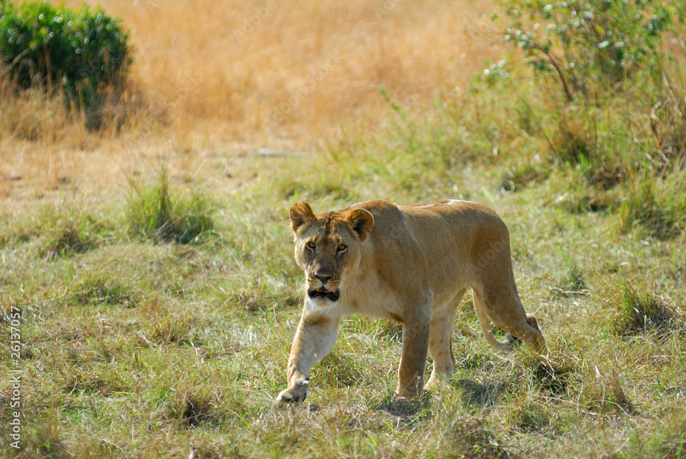 Lioness Lioness