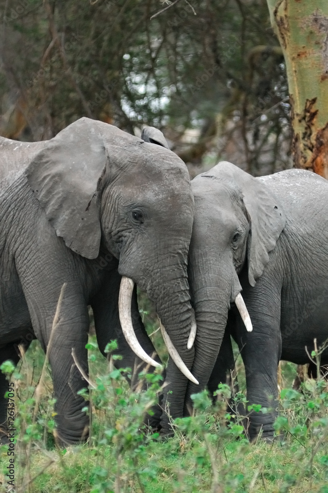 Fototapeta premium African elephant