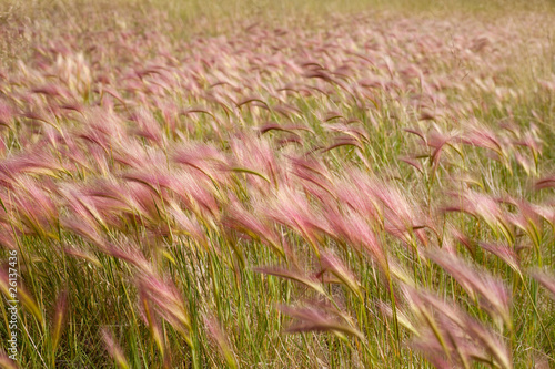 Foxtail Barley photo