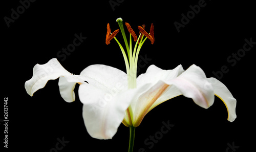 white lily flower isolated on black background 