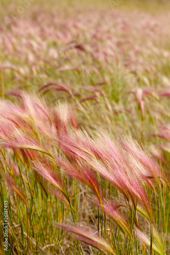 Foxtail Barley