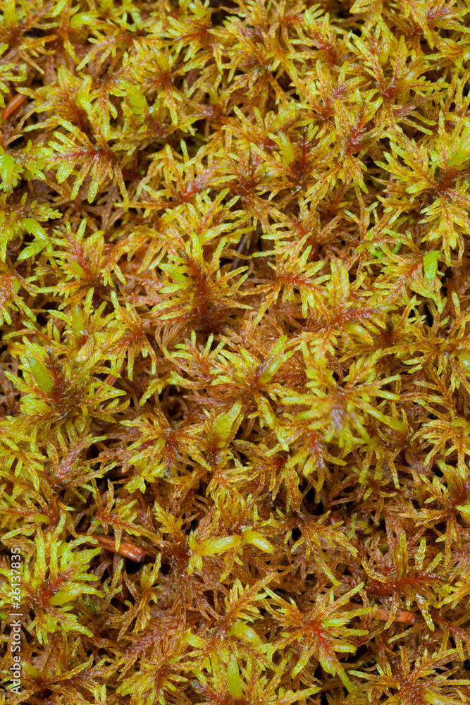 Obraz premium Peat Moss (Sphagnum) Background Pattern Texture