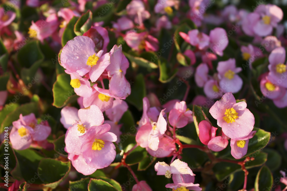 Pink Begonias