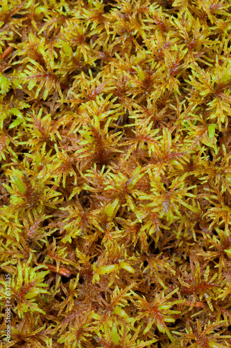 Peat Moss (Sphagnum) Background Pattern Texture