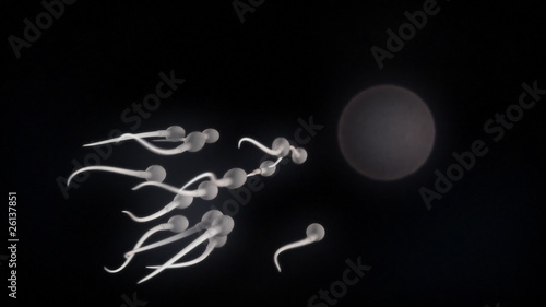Sperm and Egg Fertilization