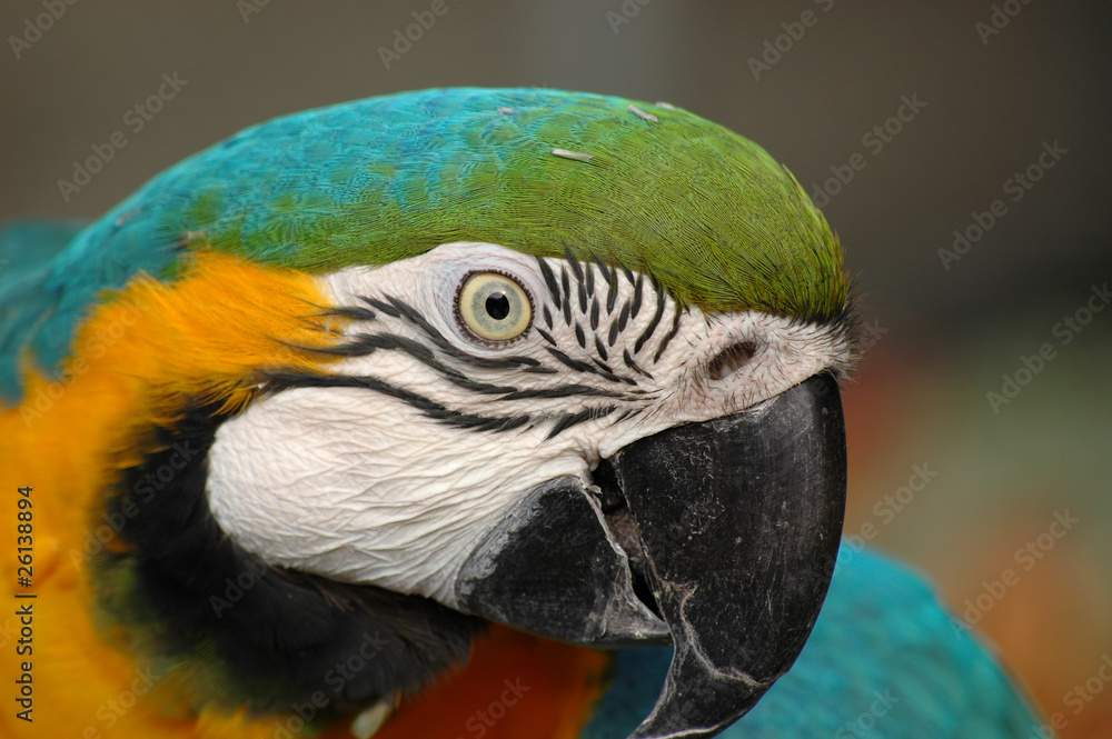 Blue-and-gold macaw's head in detail