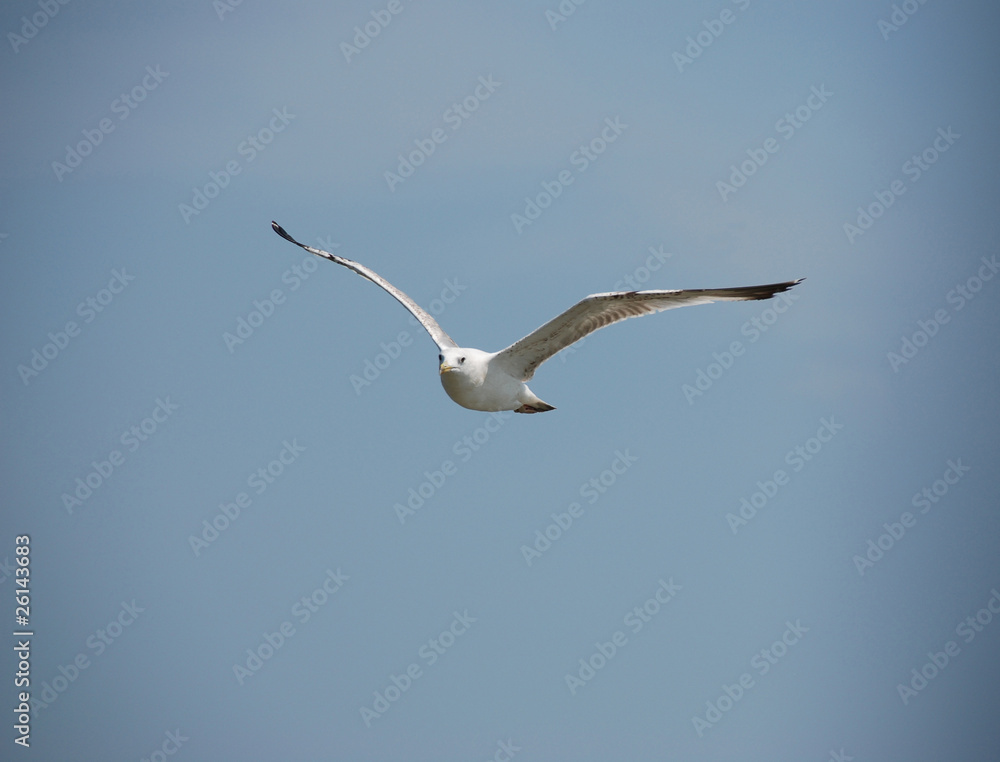 gull in the sky gull in the sky