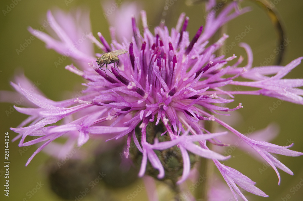 Chaber łąkowy Centaurea jacea
