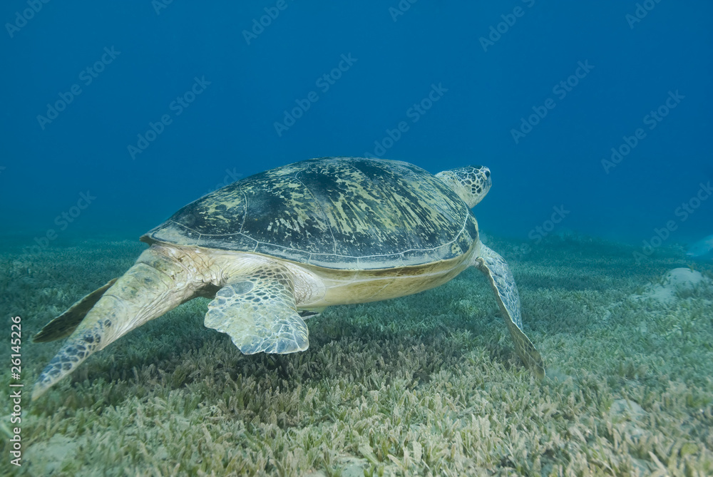 Adult male Green turtle swimming over seagrass.