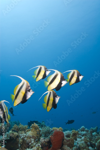 Small school of Red Sea Bannerfish against a blue background.