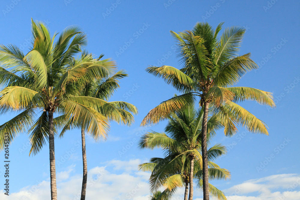 cocotiers des îles sur fond de ciel bleu outremer