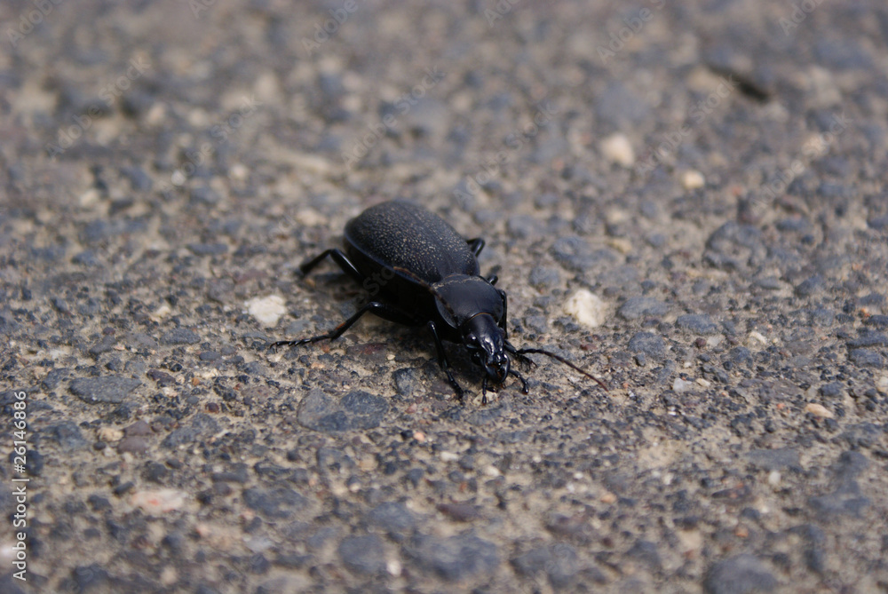 beetle