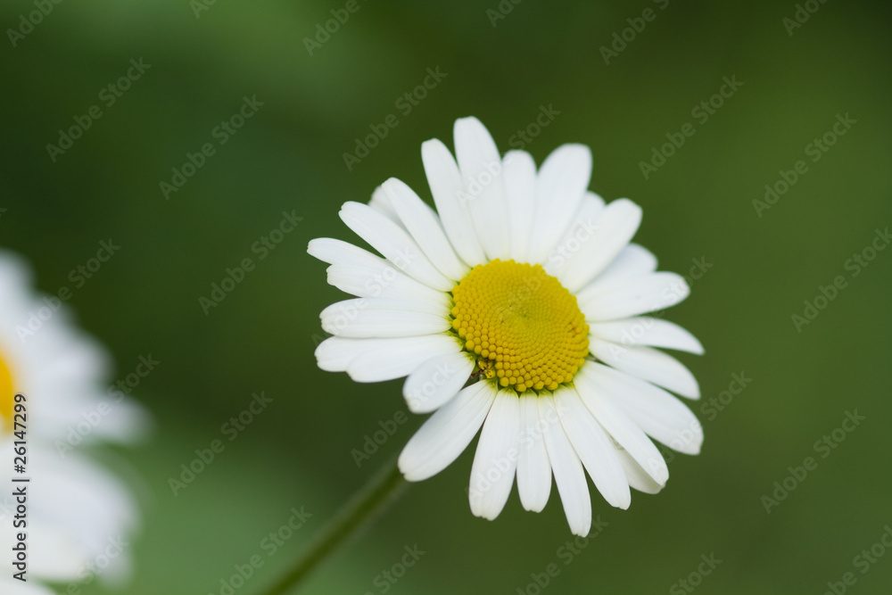 Fototapeta premium Daisy