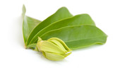 Ylang-Ylang flower and laaves on isolate.