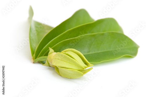 Ylang-Ylang flower and laaves on isolate. photo