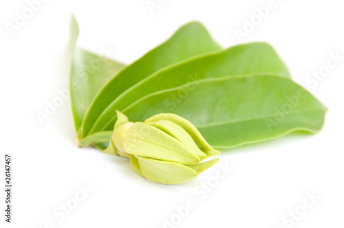 Ylang-Ylang flower and laaves on isolate.