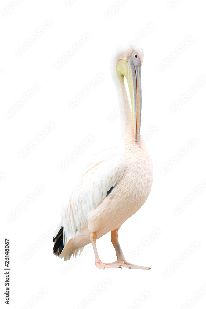 Obraz premium Pelican standing