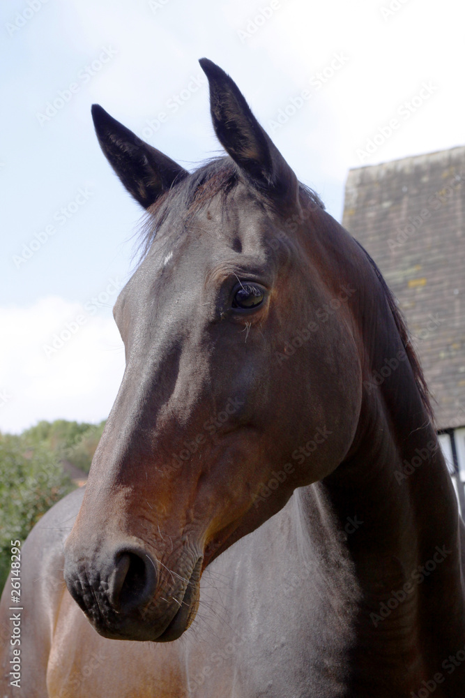 Obraz premium Westfale