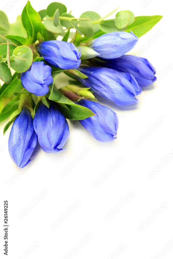 gentian gentian
