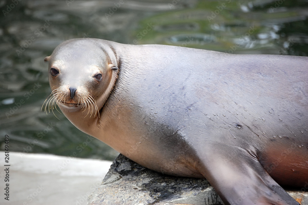 Obraz premium California Sea Lion watching you