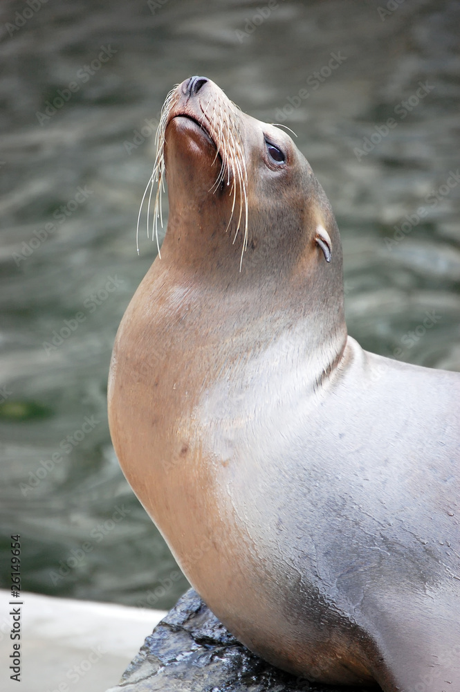 Obraz premium California Sea Lion portrait