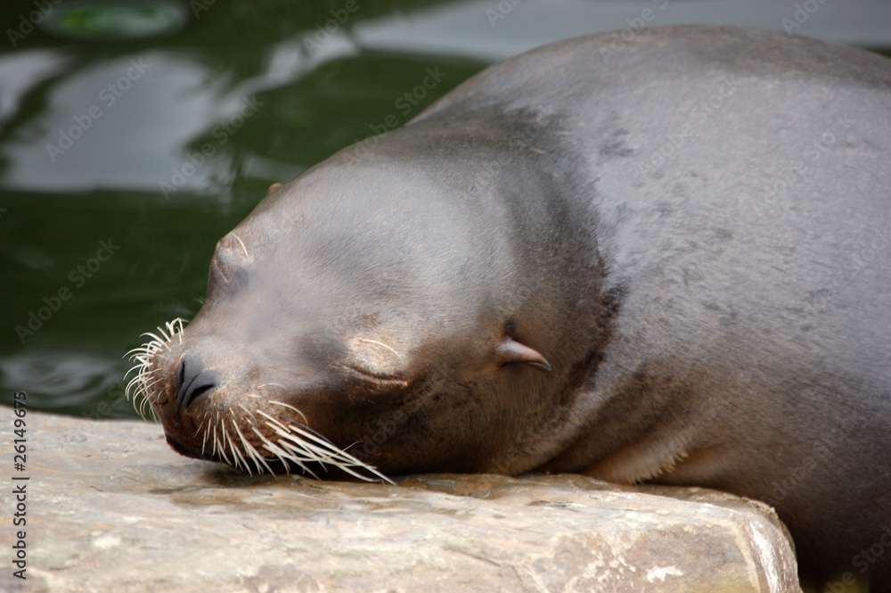 Obraz premium California Sea Lion sleep