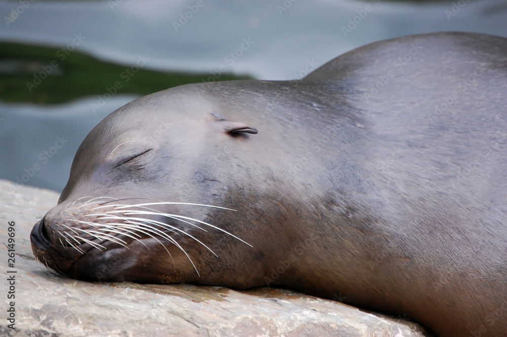Fototapeta premium California Sea Lion sleeping sweet