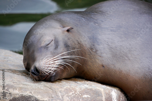 California Sea Lion laying on stony pillow