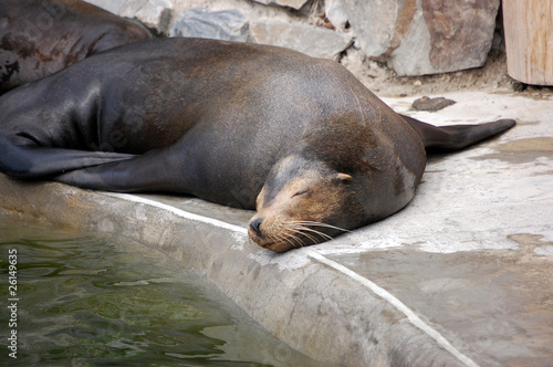 California Sea Lion laying with closed eyes